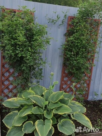 Хоста растение