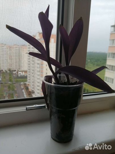 Традесканция