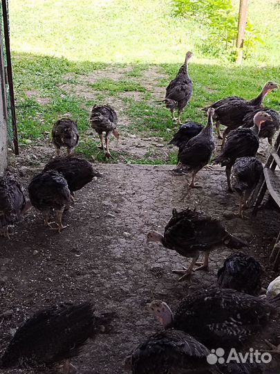 Индюшата 50 дней