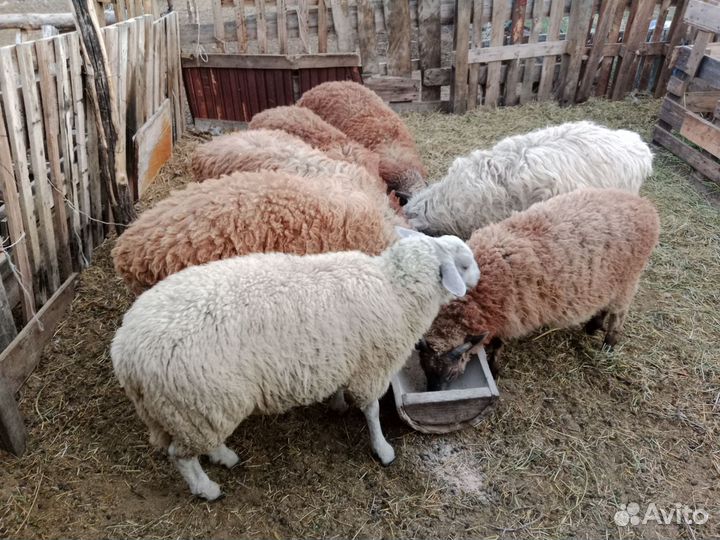 Овцы бараны