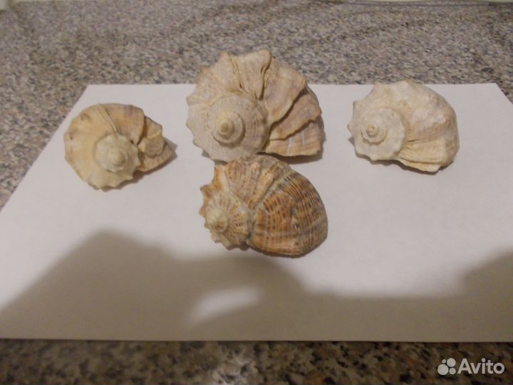 Раковины морских моллюсков