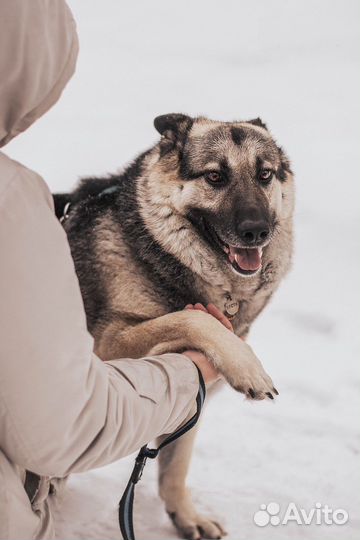 Собака в дар/метис овчарки бесплатно в добрые руки