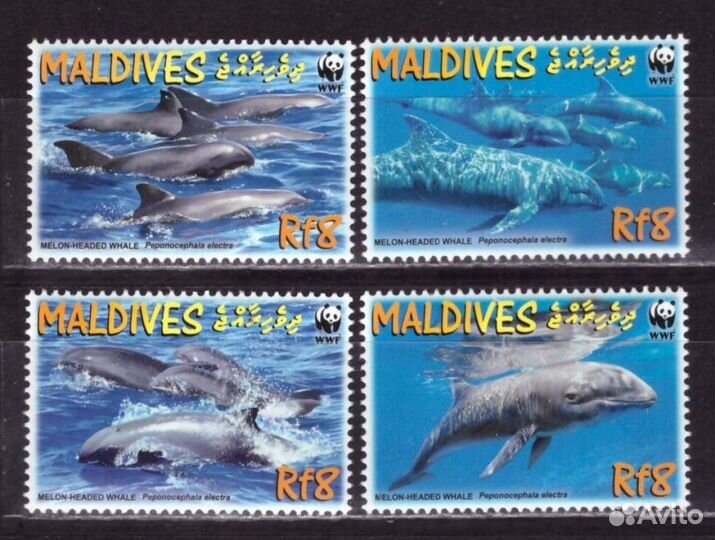 Мальдивы, 2009. Морская фауна