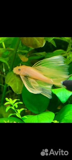 Анциструс L 144 вуалевый голубоглазый