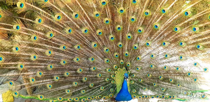 Павлины продажа