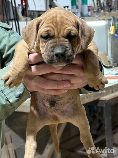 Щенки бультерьера