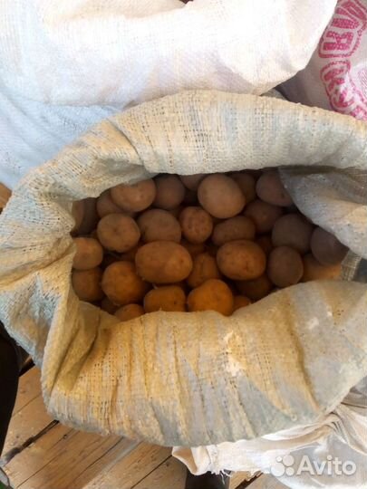 Продам, марковь и картишку