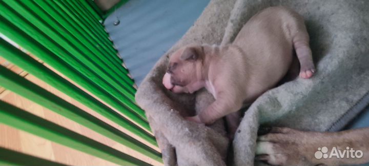 Щенки Питбуля