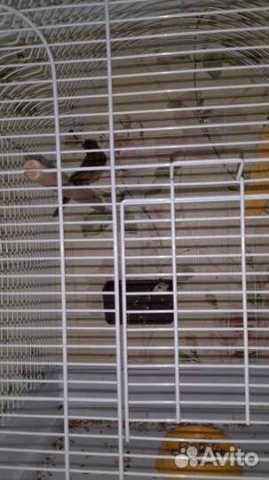 Кенор и канорейка с клеткой