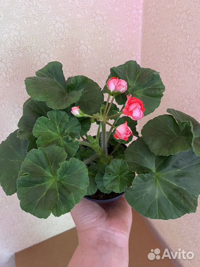 Та История любви