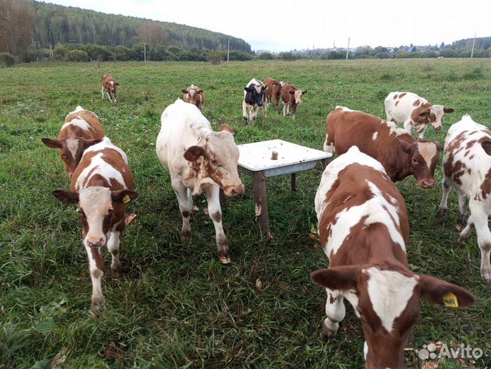 Продам бычки 12 штук по 43 тыс каждуму