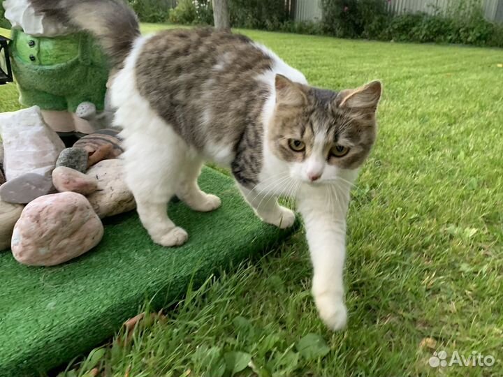 Кошка в добрые руки