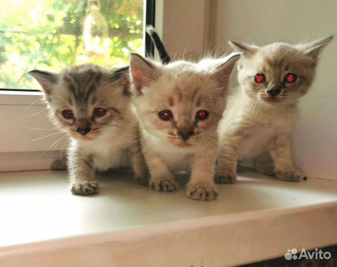 Кошка в дар бесплатно