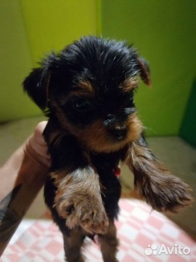 Вязка мини йорк