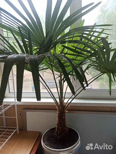 Финиковая пальма