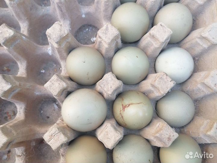 Яица инкубационные