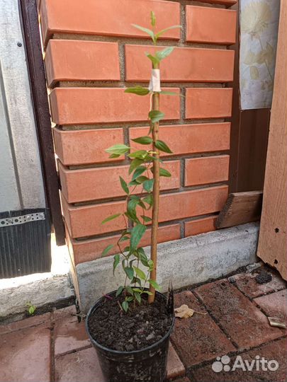 Клематис кустовой Альба