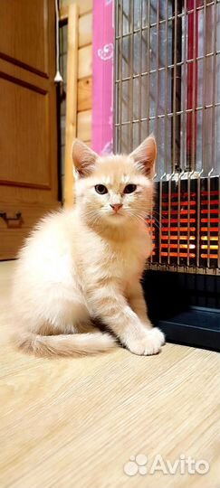Персиковый рыжий котенок