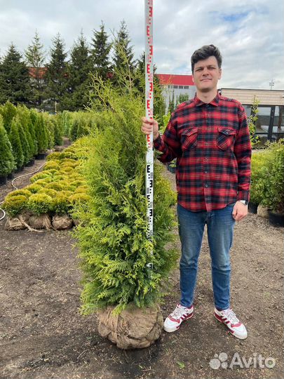 Туя Брабант