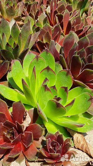 Цветы почвопокровные многолетние