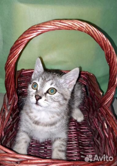 Котенок бенгальский тигренок Ищет мам и пап