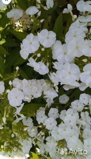 Флокс белый метельчатый