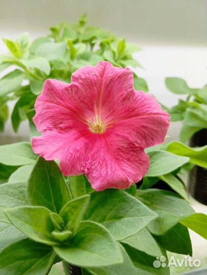 Рассада петунии