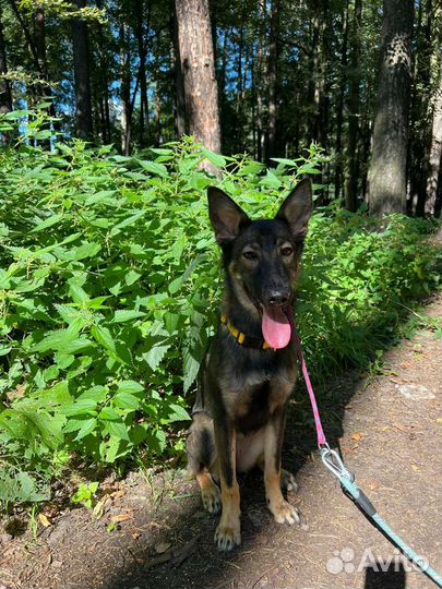 Метис овчарки девочка