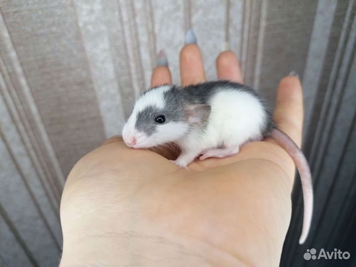 Крысята дамбо