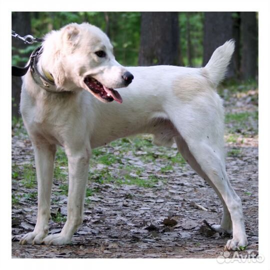 Сын алабая в добрые руки