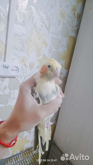 Попугай корелла девочка