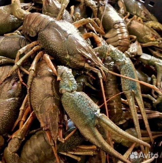 Раки в наличии