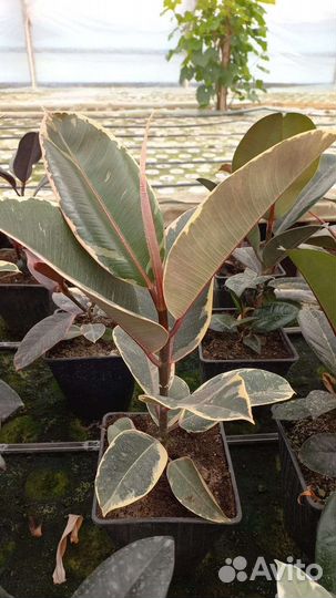 Фикус в ассортименте