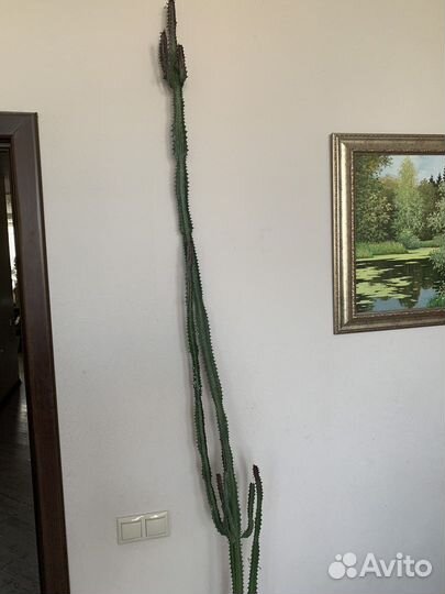 Молочай трехгранный