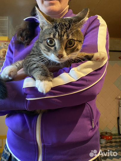 Кот