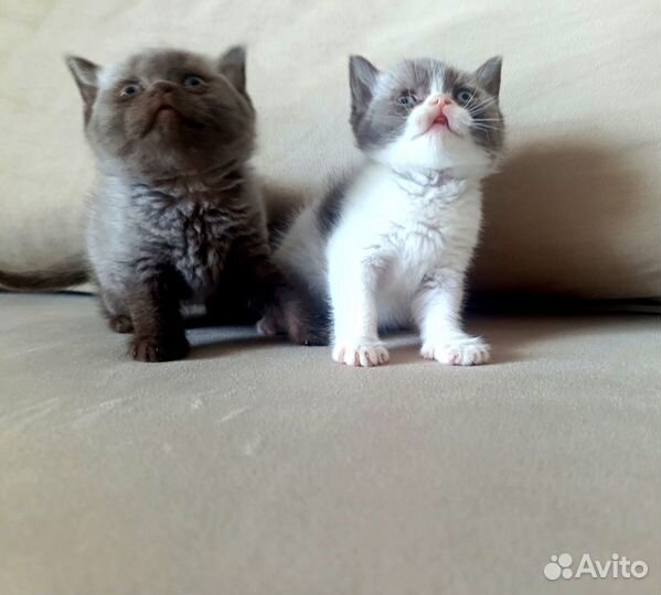 Британские котята