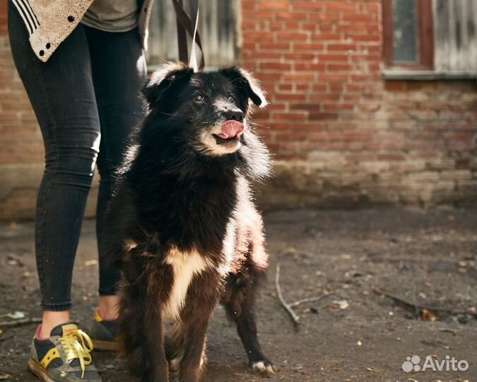 Жук ищет дом