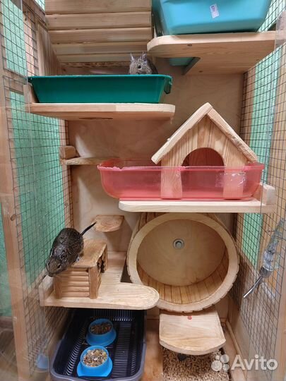 Белки дегу + витрина