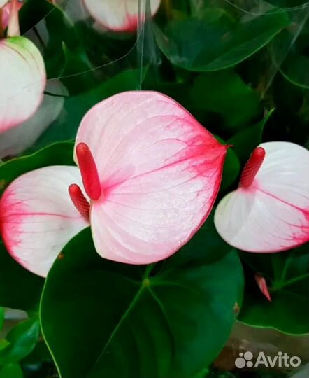 Антуриум Блек лав, Принцесса Амалия