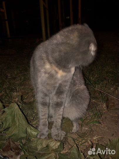 Британские котята