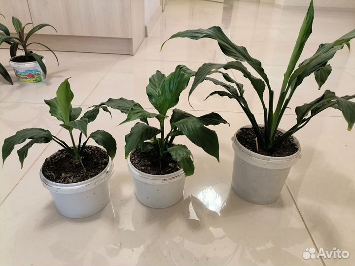 Алоэ, хавортия, спатифиллум,декабрист,традесканция