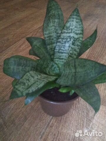 Сансевиерия