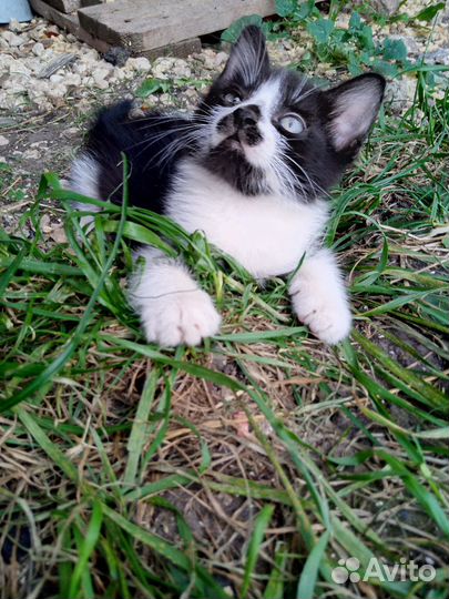 Супер котята в добрые руки