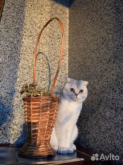 Вязка с котом