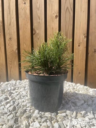 Сосна горная Пумилио (Pumilio)