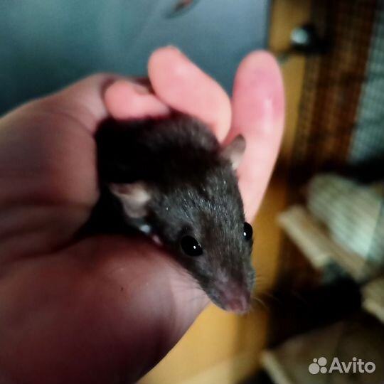 Крысята дамбо