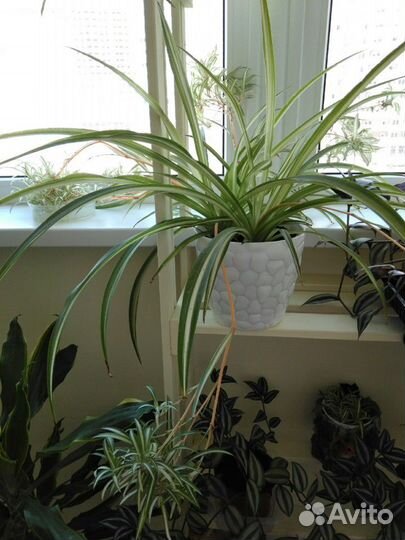 Хлорофитум