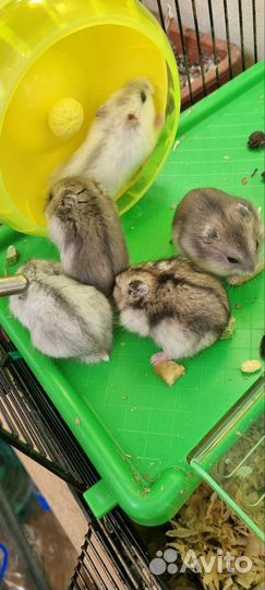 Джунгарский хомяк