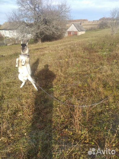 Молодой козел