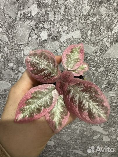 Комнатные растения часть 3